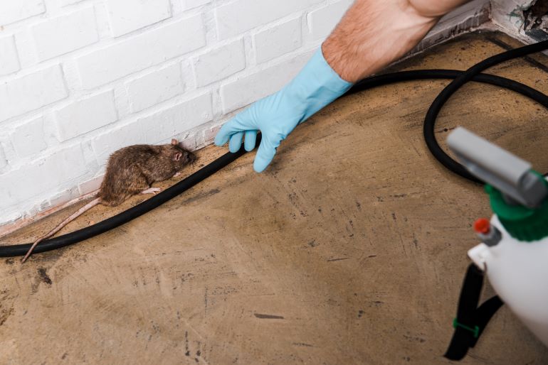 Mice Exterminator Cost