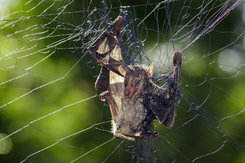 bat-trapping