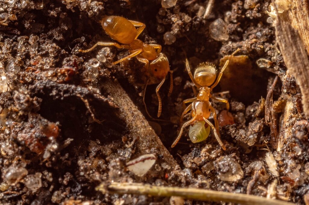 types-of-ants