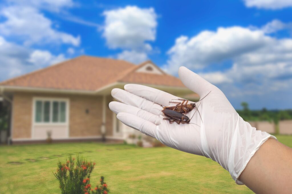 pest control tips