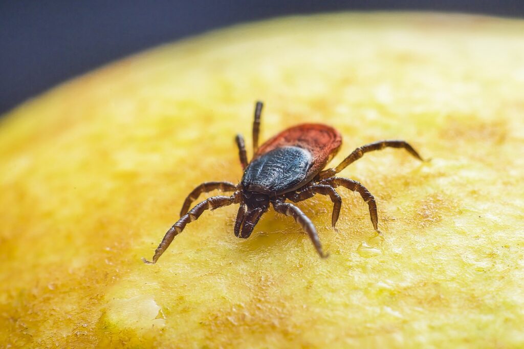 sheep tick, castor bean tick, taiga tick wood tick-8299038.jpg